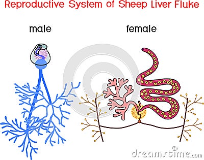 Structure of female and male reproductive system of Sheep liver fluke Fasciola hepatica Vector Illustration